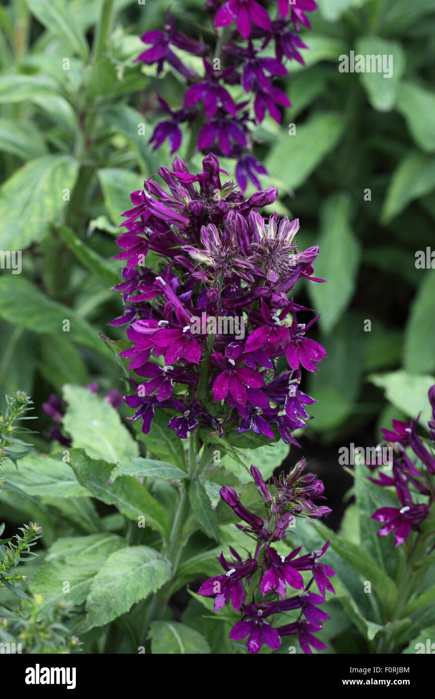 Lobelia x speciosa 'Hadspen viola' close up di fiore Foto Stock