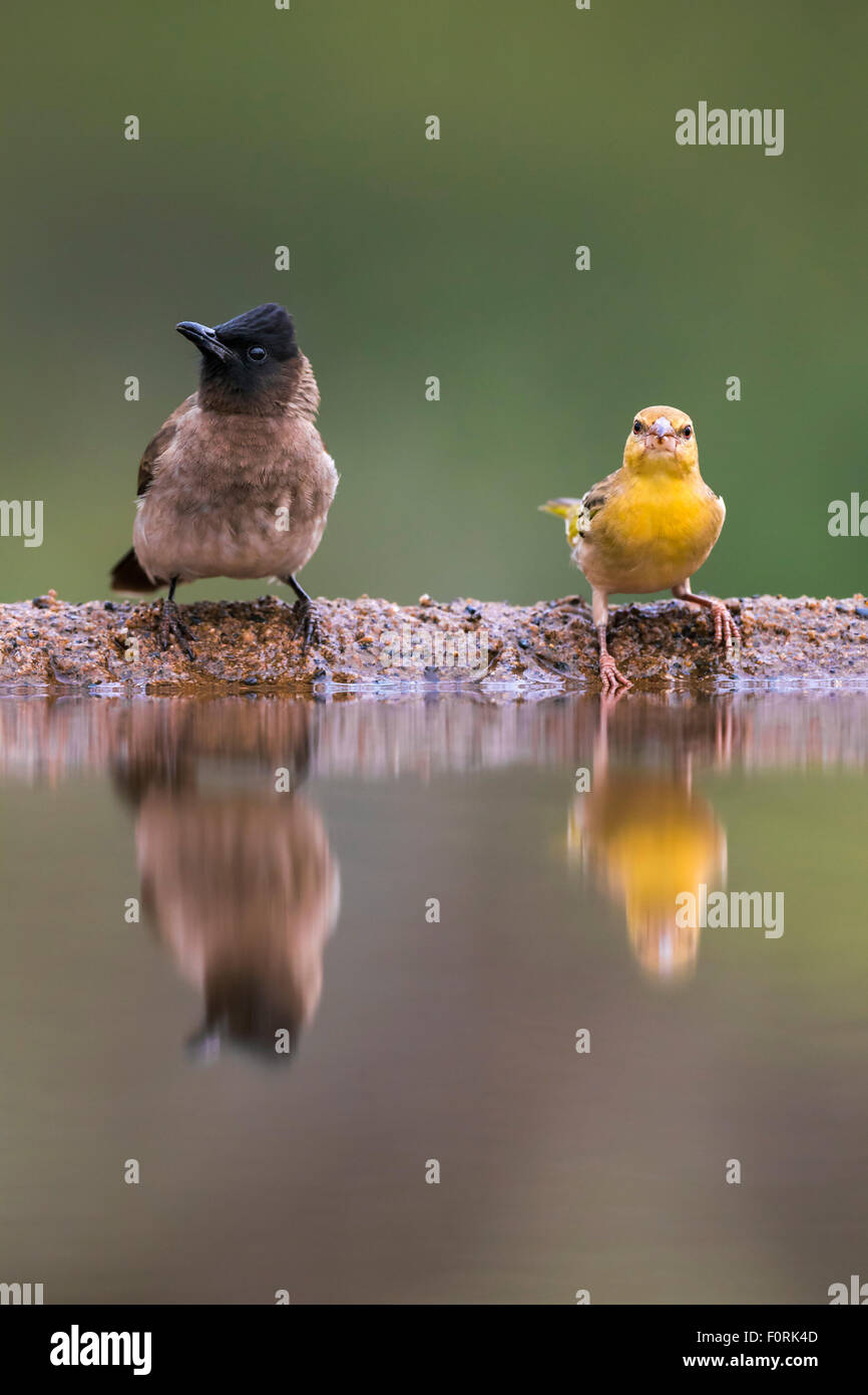 Dark-capped (nero-eyed bulbul) (Pycnonotus tricolore) e tessitore di giallo (Ploceus subaureus), Zimanga riserva, Sud Africa Foto Stock