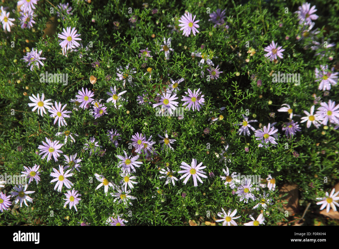 Brachycoma 'Metalic Blue' piante in fiore Foto Stock