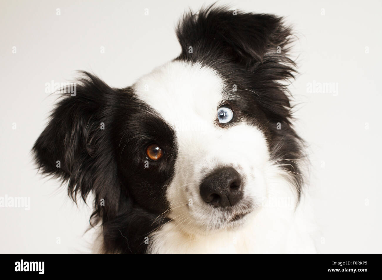 Bianco e nero Border Collie facendo una inclinazione testata Foto Stock Bianco e nero Border Collie facendo una inclinazione testata Foto Stock