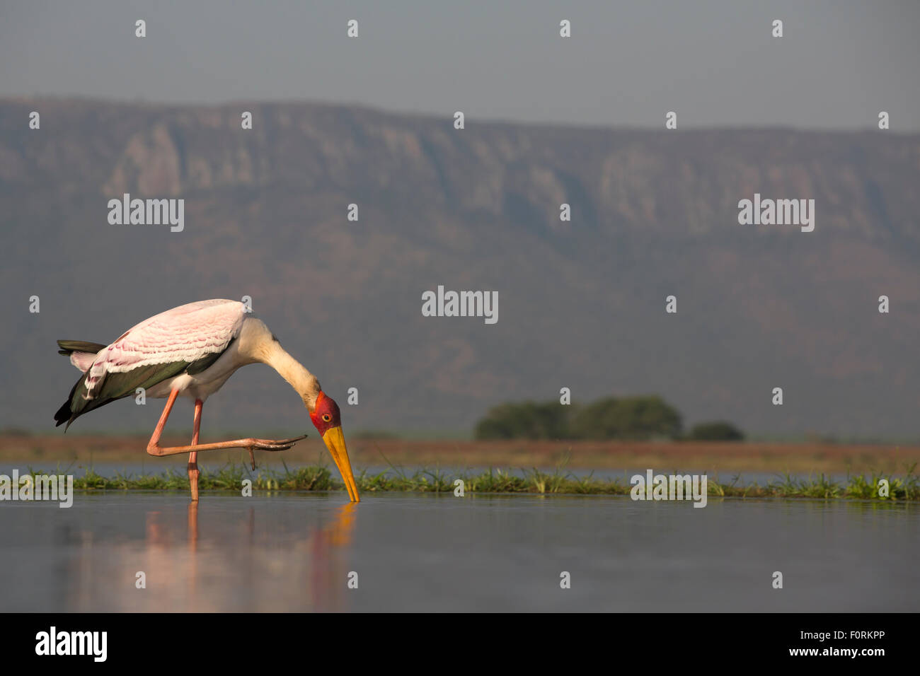 Cicogna Yellowbilled (Mycteria ibis), Zimanga riserva privata, KwaZulu-Natal, Sud Africa Foto Stock