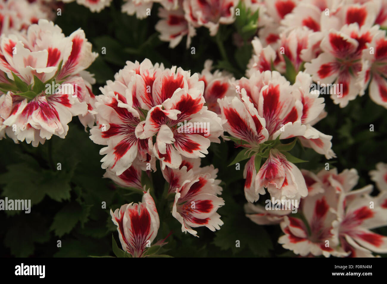 Pelargonium 'orlata Aztec' vicino di fiori Foto Stock