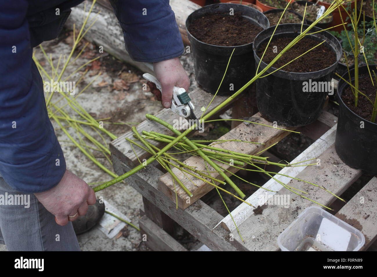 Talee di legno duro cornus Passo 1 tagliare i rami in circa 300 mm di lunghezza con almeno 2 coppie di gemme Foto Stock