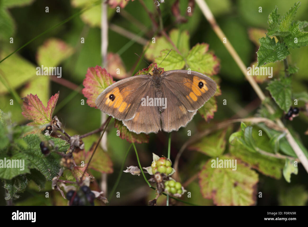 Prato brown maniola jurtina femmina a riposo sulla foglia dewberry alette aperte Foto Stock