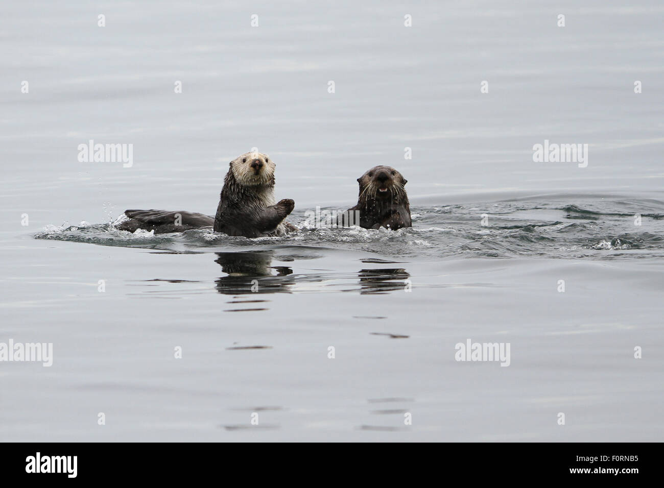 Lontra di mare nella baia di Uyak, isola di Kodiak, Alaska. Foto Stock