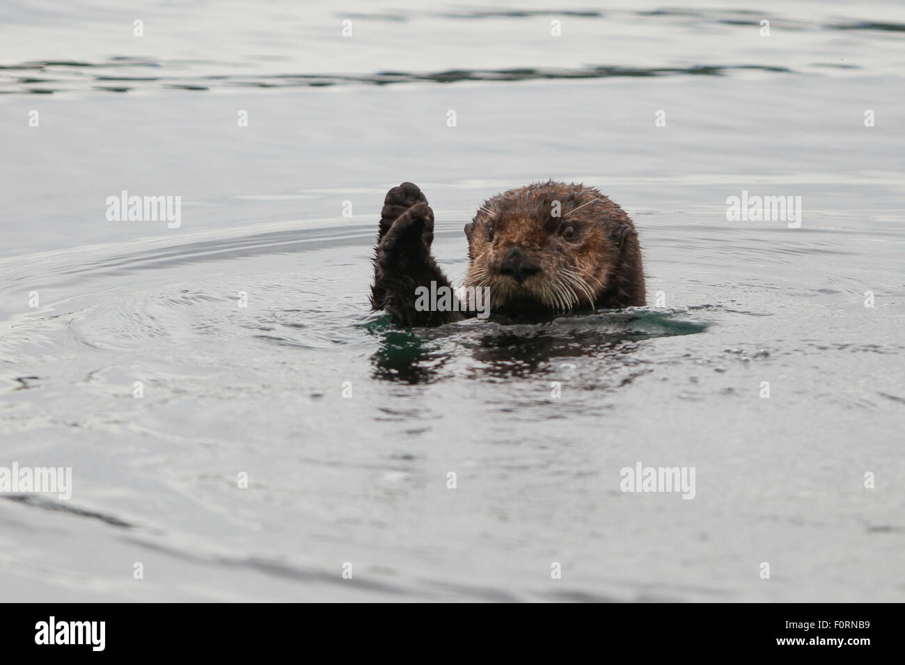 Lontra di mare nella baia di Uyak, isola di Kodiak, Alaska. Foto Stock