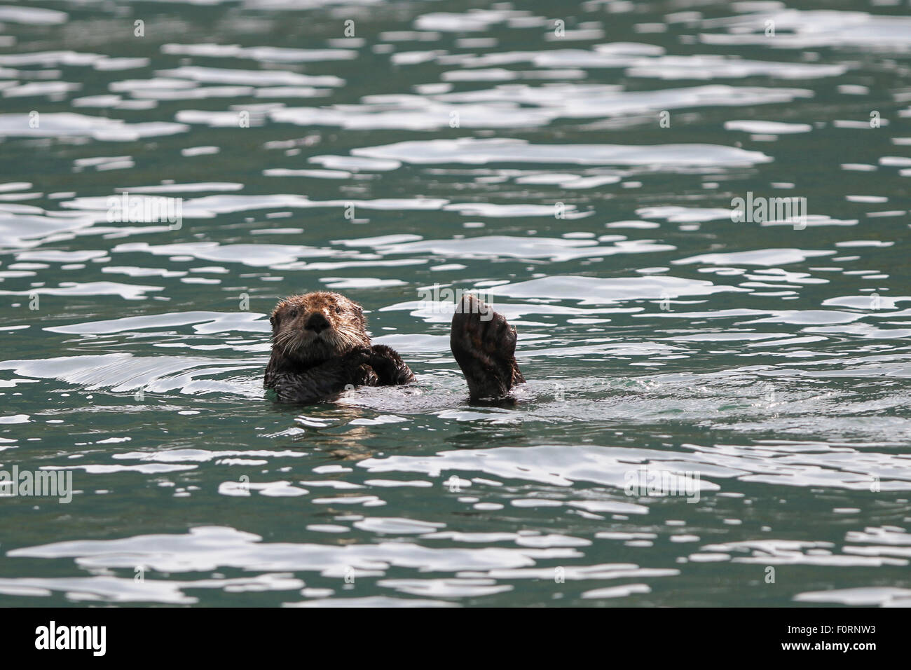 Lontra di mare nella baia di Uyak, isola di Kodiak, Alaska. Foto Stock