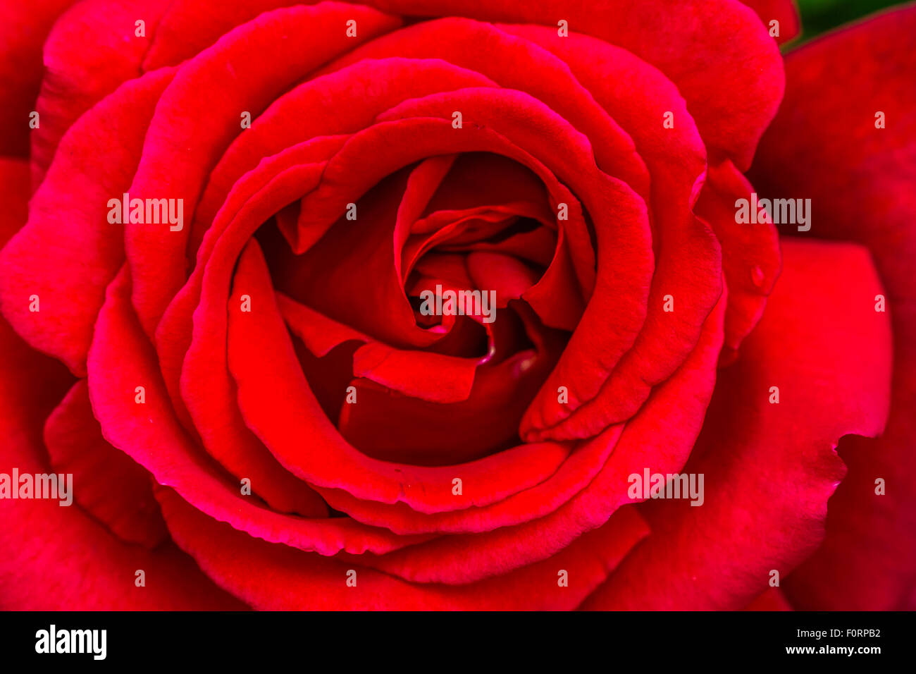 Primo piano di Rosa Red Lincoln , una cultivar di rosa del tè ibrido rosso scuro, Inghilterra, Regno Unito Foto Stock