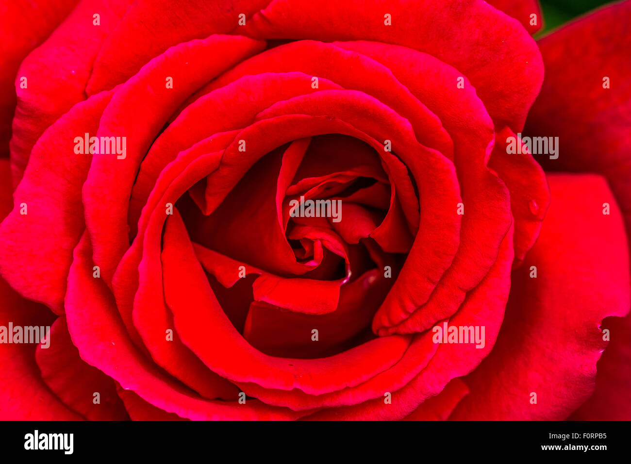 Primo piano di Rosa Red Lincoln , una cultivar di rosa del tè ibrido rosso scuro, Inghilterra, Regno Unito Foto Stock