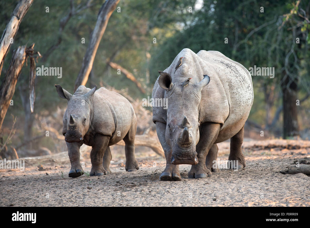 White Rhino (Ceratotherium simum) con vitello, Kumasinga foro per l'acqua, Mkhuze Game Reserve, KwaZulu Natal, Sud Africa Foto Stock