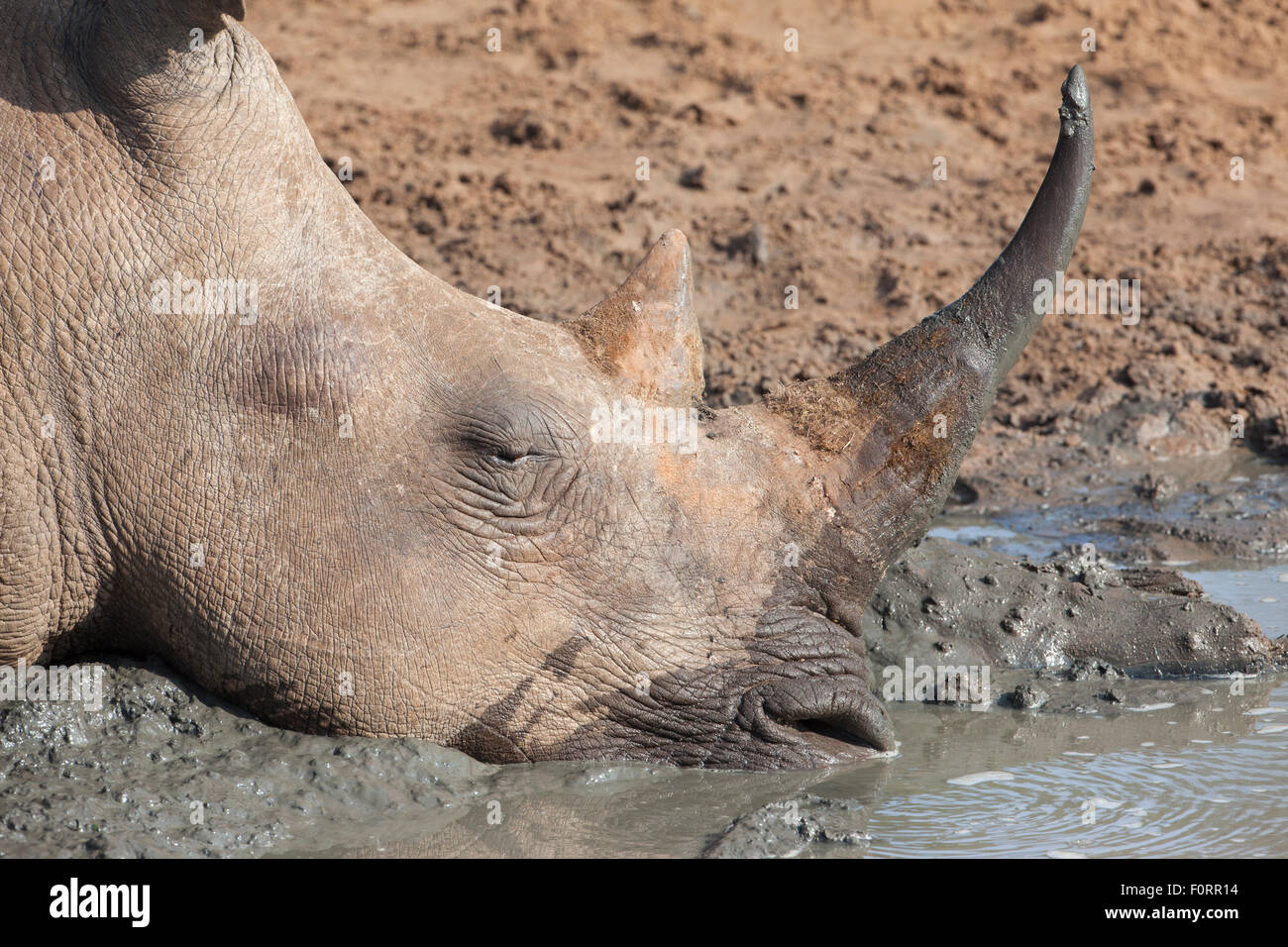 White Rhino (Ceratotherium simum) di appoggio, Kumasinga foro per l'acqua, Mkhuze Game Reserve, KwaZulu Natal, Sud Africa Foto Stock
