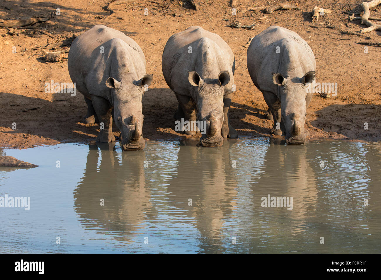 Il rinoceronte bianco (Ceratotherium simum) bere acqua Kumasinga foro, Mkhuze Game Reserve, KwaZulu Natal, Sud Africa Foto Stock