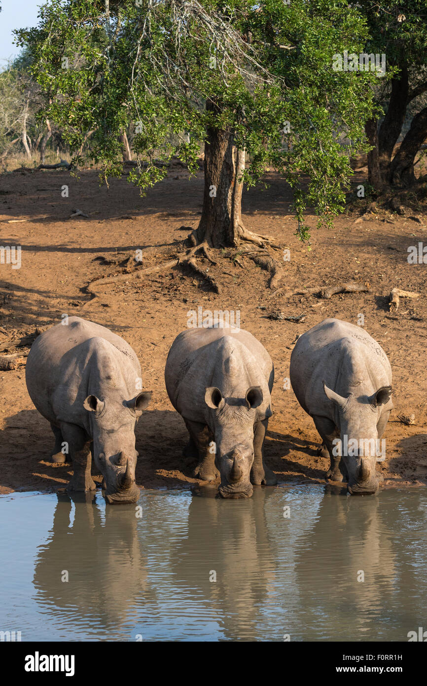 Il rinoceronte bianco (Ceratotherium simum) bere acqua Kumasinga foro, Mkhuze Game Reserve, KwaZulu Natal, Sud Africa Foto Stock