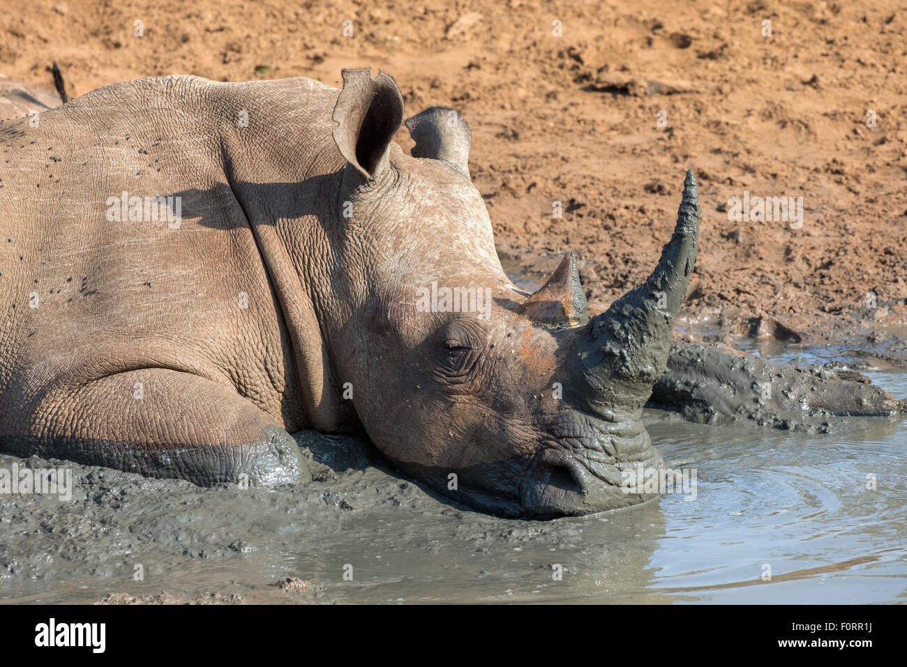 White Rhino (Ceratotherium simum) di appoggio nel fango, Mkhuze Game Reserve, KwaZulu Natal, Sud Africa Foto Stock