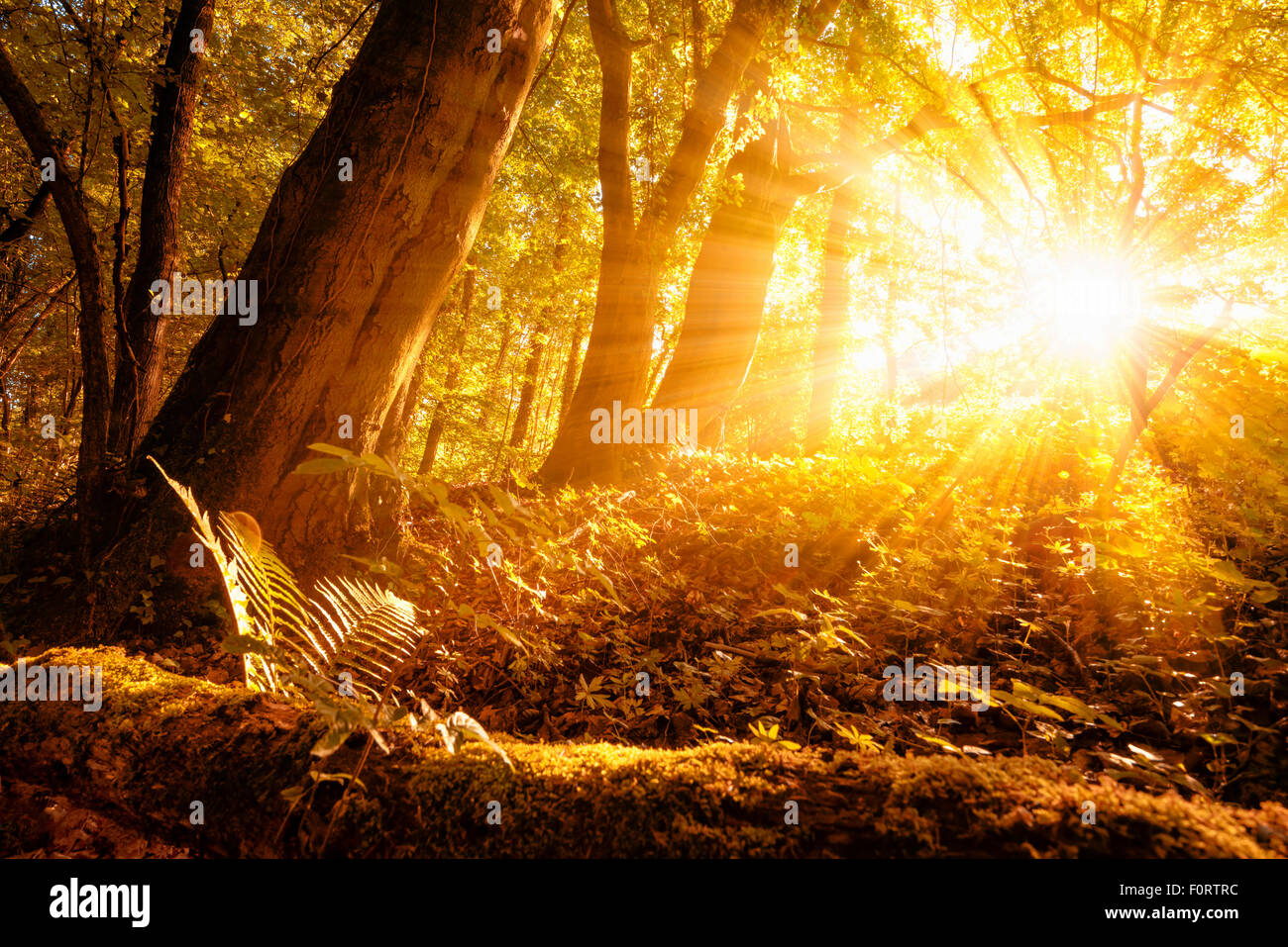 Caldi raggi solari illuminano un paesaggio forestale con alberi decidui e fogliame oro Foto Stock