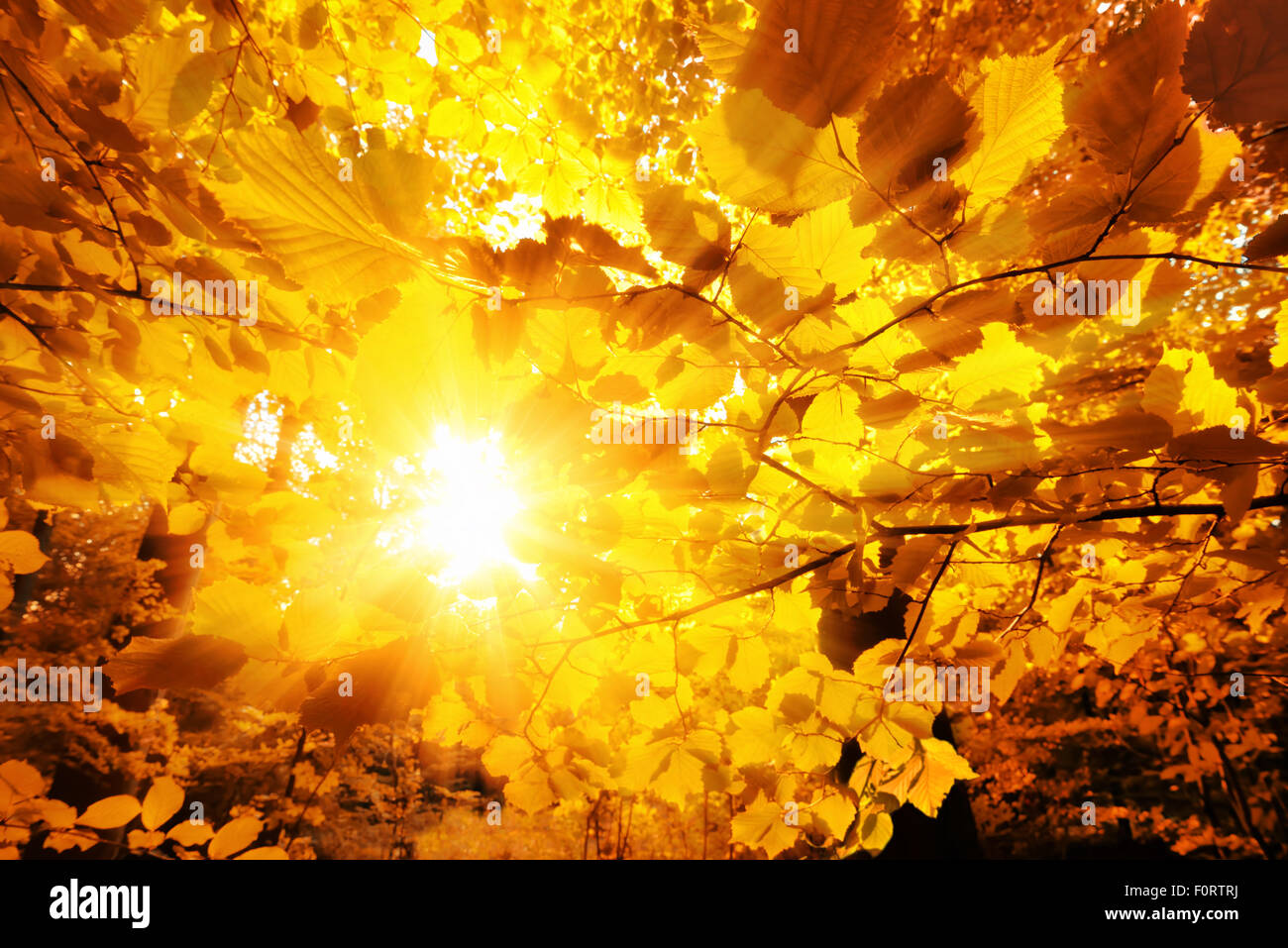 Il sole splende splendidamente attraverso le foglie dorate di faggi in una foresta Foto Stock