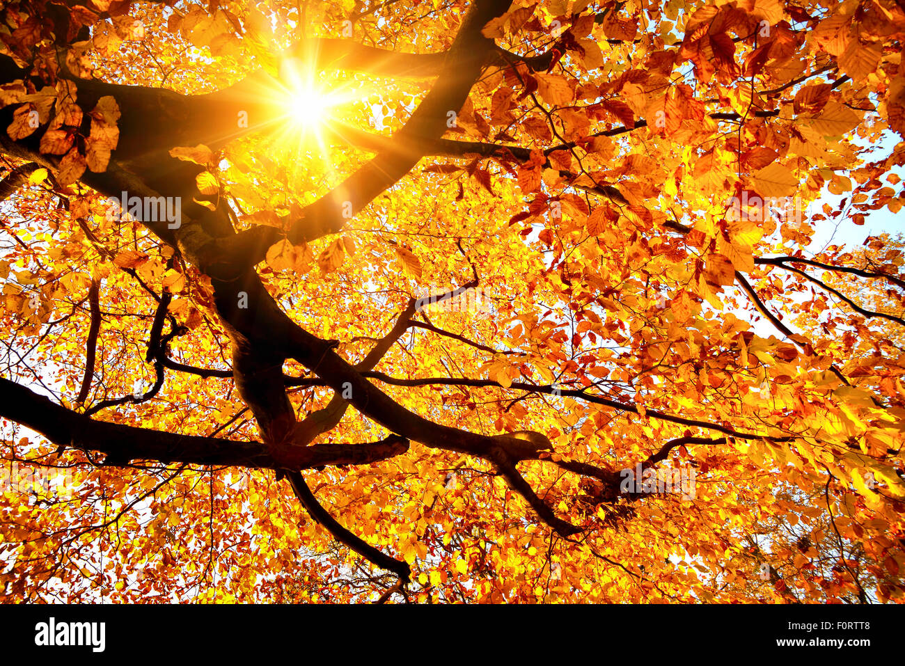 Paesaggio autunnale con il sole splendente calorosamente tramite l'oro delle foglie di un albero di faggio Foto Stock