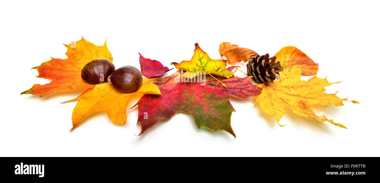 La disposizione delle foglie di autunno, castagne e un cono di abete, studio isolato su sfondo bianco Foto Stock