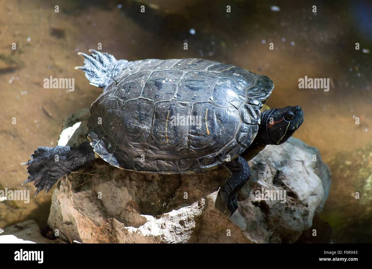 La tartaruga su una roccia Foto Stock