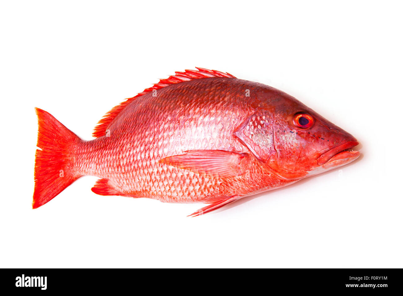Northern Red Snapper Lutjanus campechanus pesce isolato su uno sfondo bianco. Foto Stock