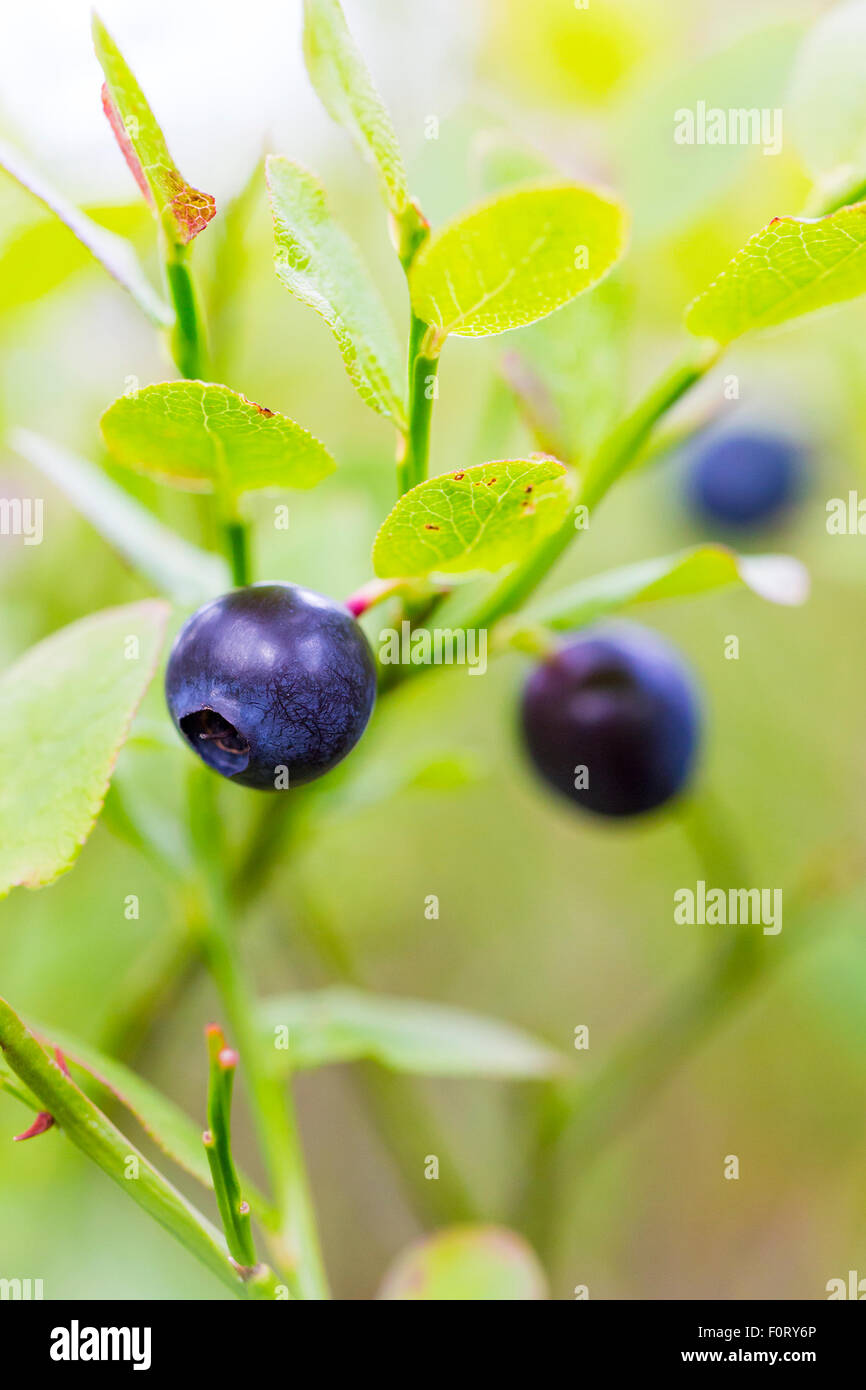 Crescita naturale di mirtilli sani nel bosco Foto Stock