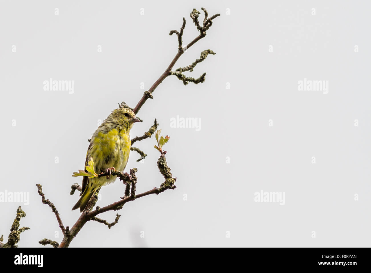 I capretti lucherino maschio guardando un po' trasandato come si sviluppa la sua adulto piume, REGNO UNITO Foto Stock