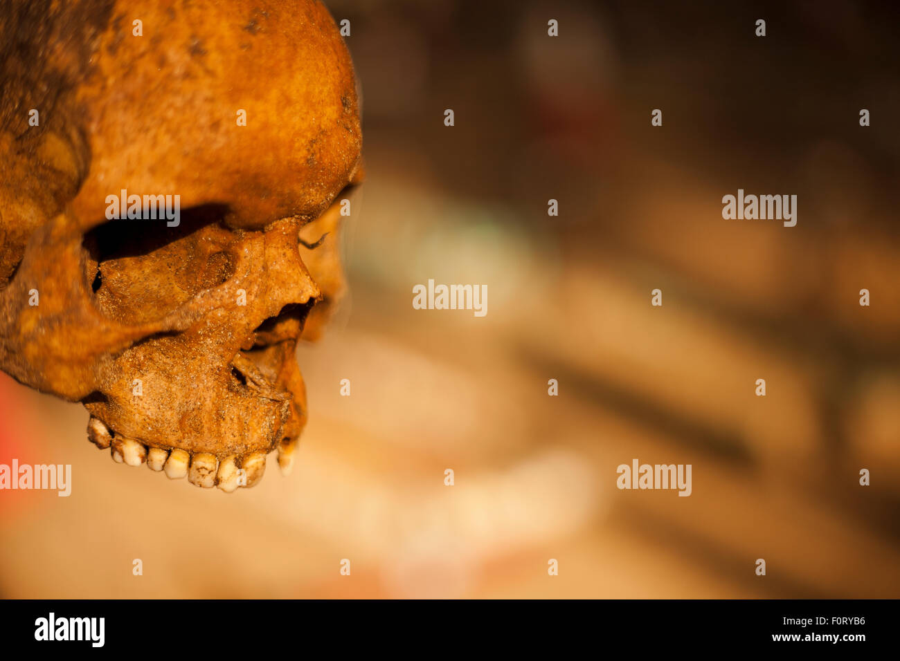 Cranio di uomo, lo scheletro Foto Stock