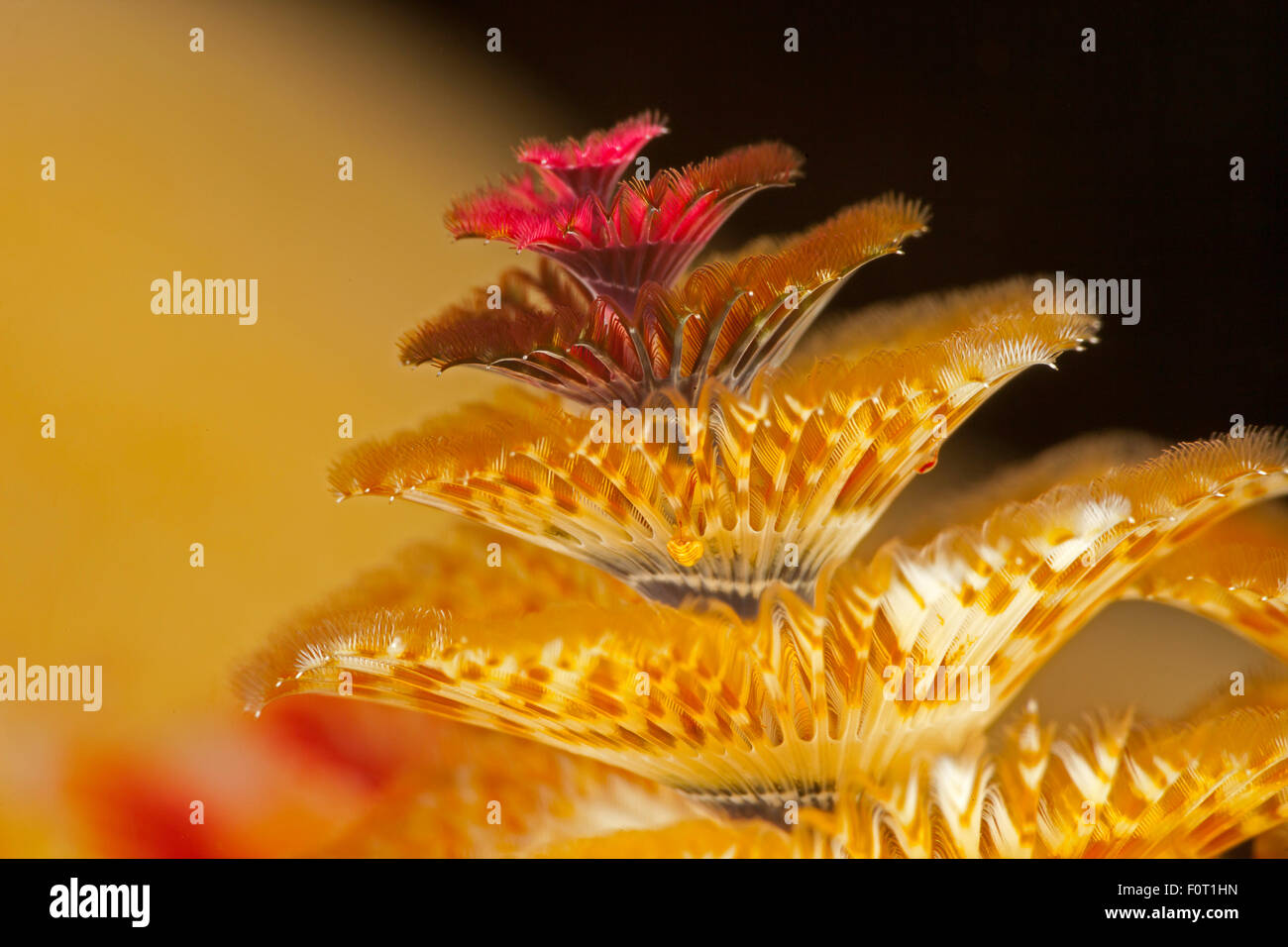 Questa spirale ventilatore è la sola parte dell'albero di Natale di worm, Spirobranchus giganteus, che è visibile sulla barriera corallina. Esse sono utilizzate Foto Stock