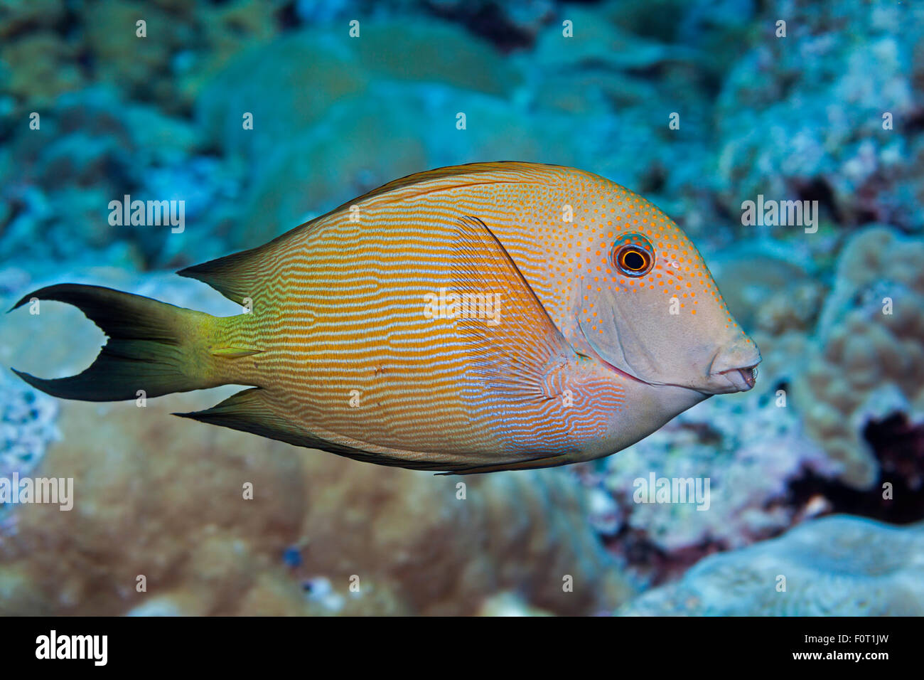 Il surgeonfish striato, Ctenochaetus striatus, è noto anche come un bristletooth striato, Hawaii. Foto Stock
