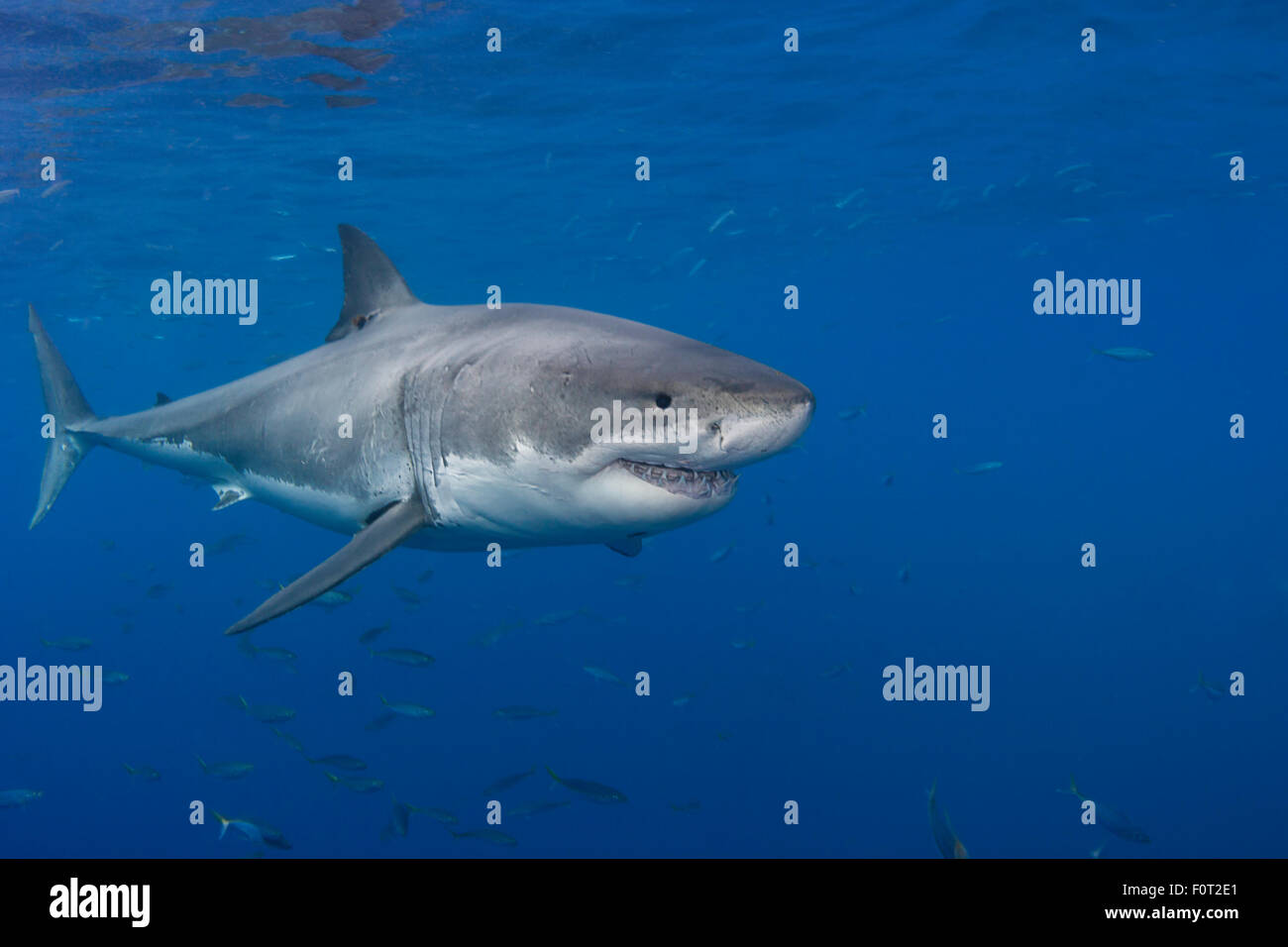 Questo grande squalo bianco, Carcharodon carcharias, è stato fotografato off Isola di Guadalupe, in Messico. Foto Stock