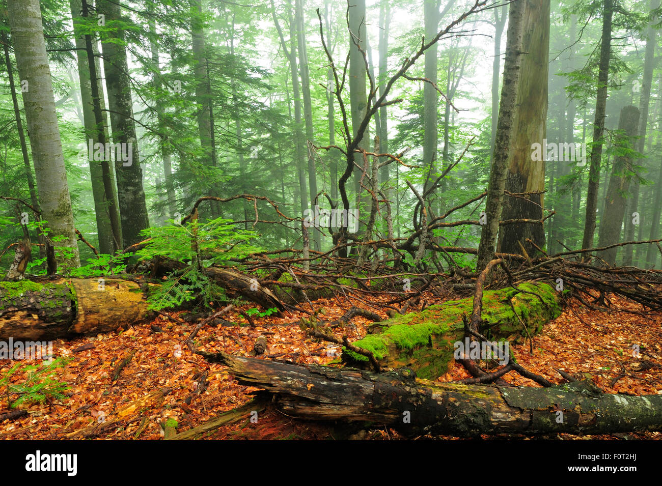 Immacolate faggio (Fagus sylvatica) e Fir (Abies sp) foresta con i registri di caduti decomporre, Stramba Valley, Monti Fagaras, Carpazi Meridionali, Romania, Luglio. Sito Natura 2000 Foto Stock