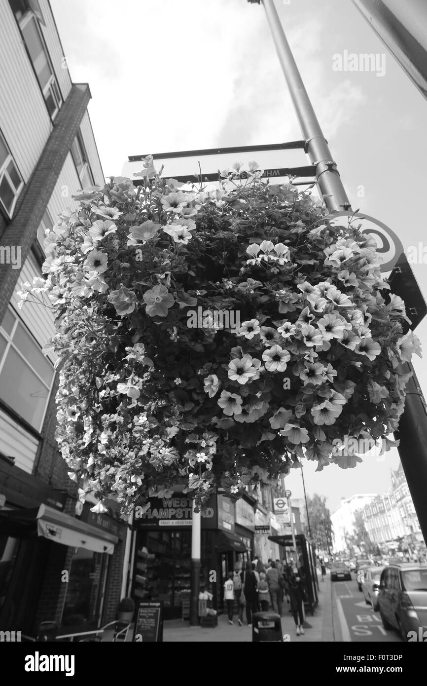 West Hampstead Fioriera Foto Stock