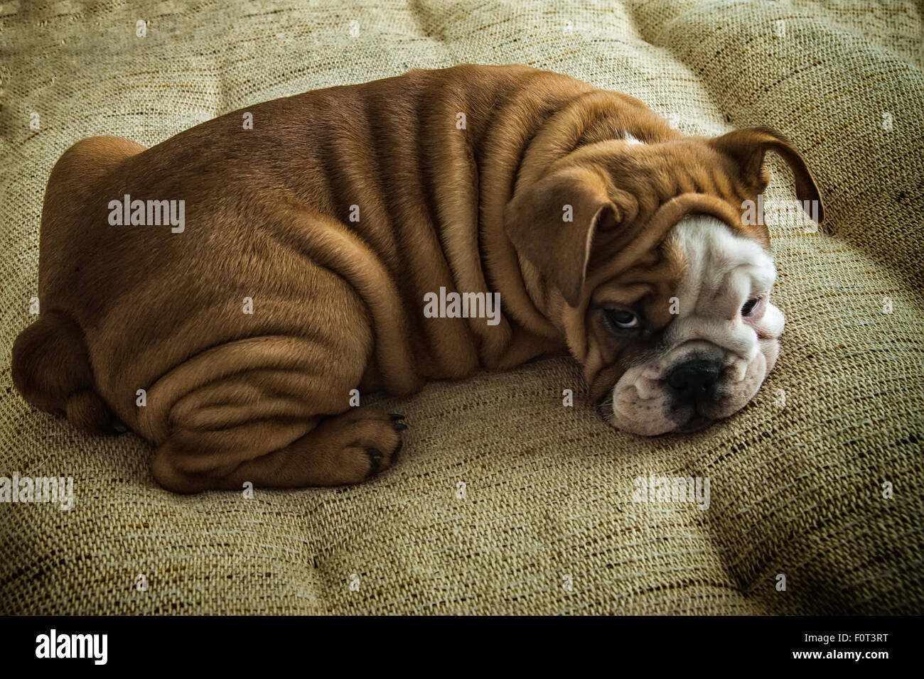 Sdraiato sul lettino hard bulldog cucciolo Foto Stock