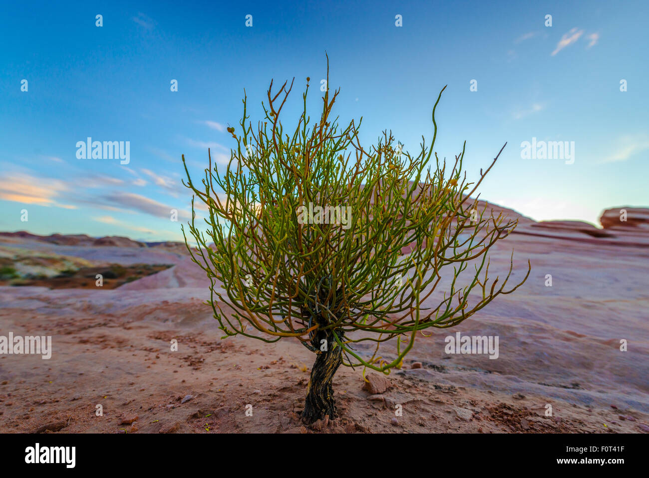 Albero singolo su un deserto della Valle del Fuoco del Parco Statale Overton Nevada Foto Stock