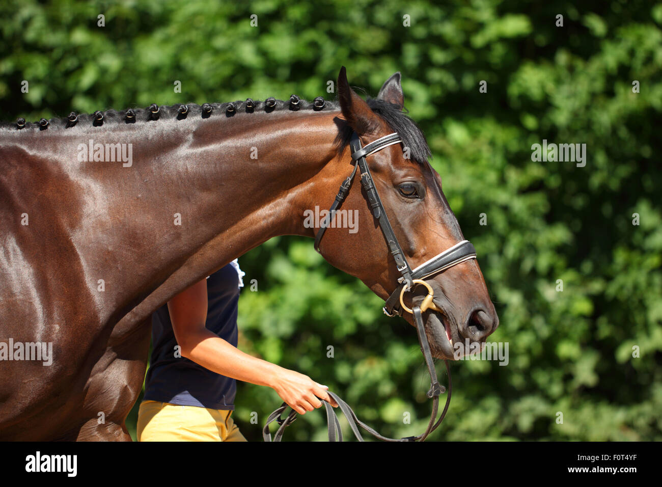 Bay stallion sportive ritratto in background della natura Foto Stock