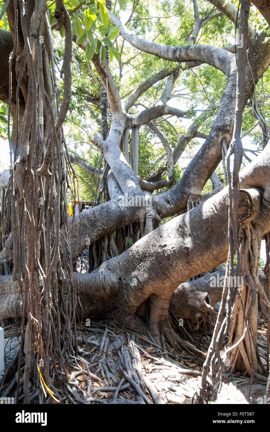 Un enorme strangler fig o banyan tree (Ficus aurea della famiglia di gelso) sul Fiume Cuale Isola di Puerto Vallarta, Messico. Foto Stock