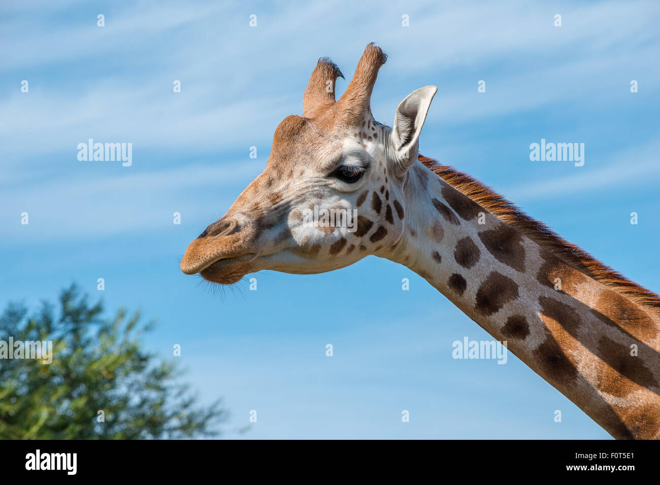 Vicino la foto di una giraffa Rothschild testa Foto Stock