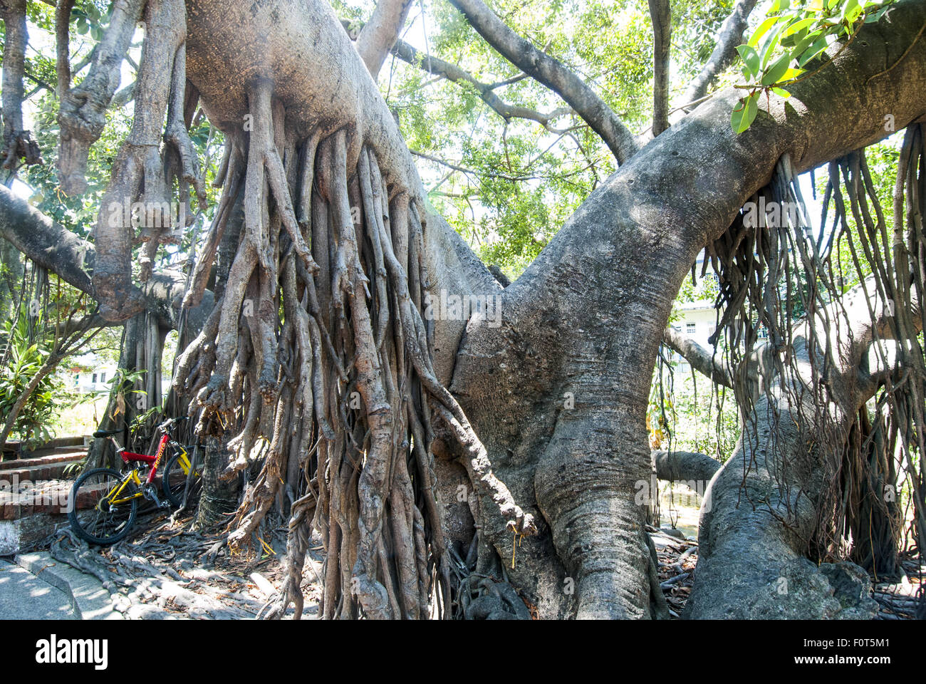 Una bicicletta parcheggiata sotto un enorme strangler fig o banyan tree sul fiume Cuale Isola di Puerto Vallarta, Messico. Foto Stock
