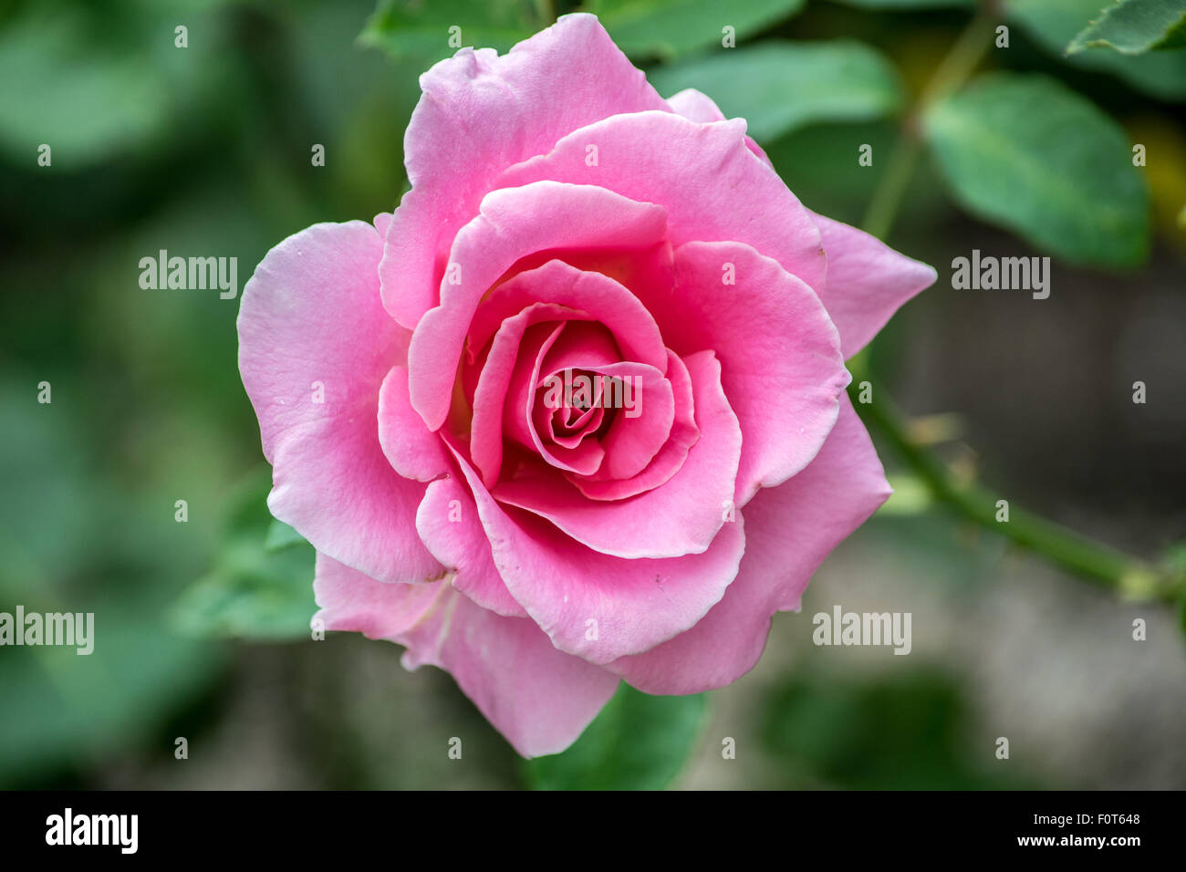 Piuttosto fiore rosa Foto Stock