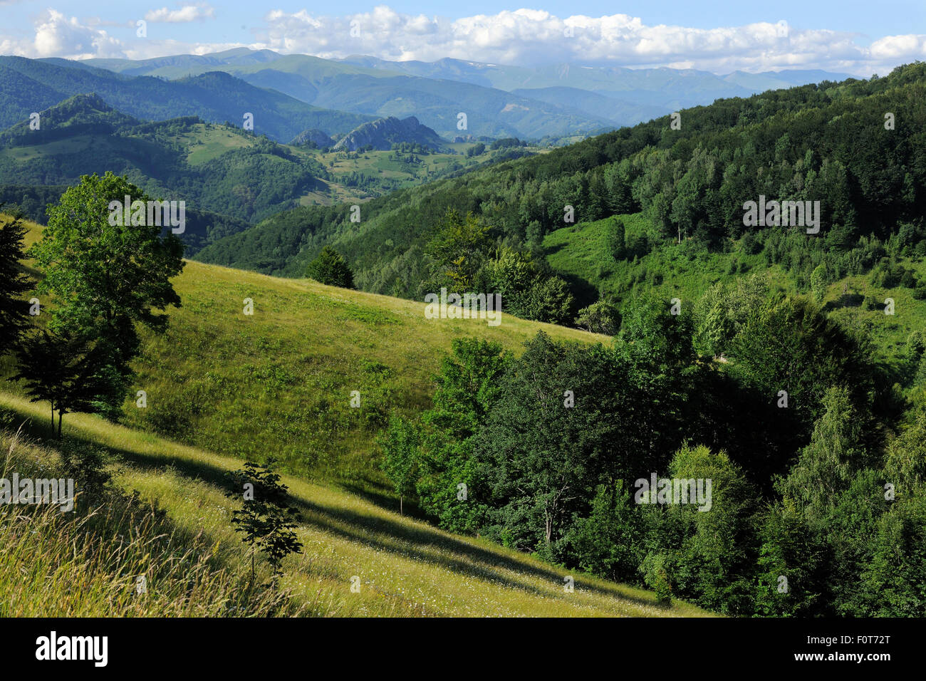 Domogled Parco Nazionale, Carpazi Meridionali, Rewilding Europe site, Romania, Giugno 2011 Foto Stock