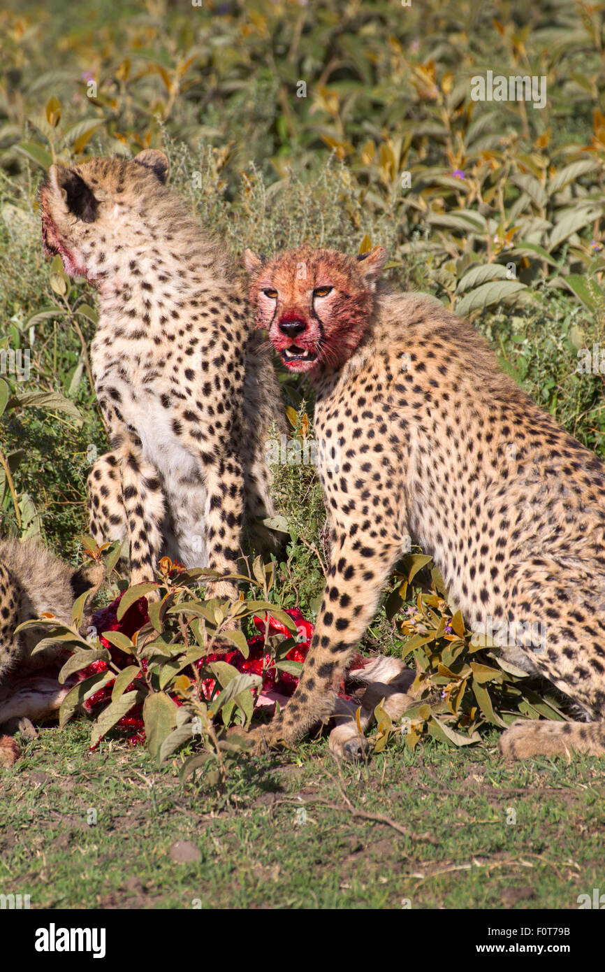 Cheetah fratelli mangiare giovani GNU Foto Stock