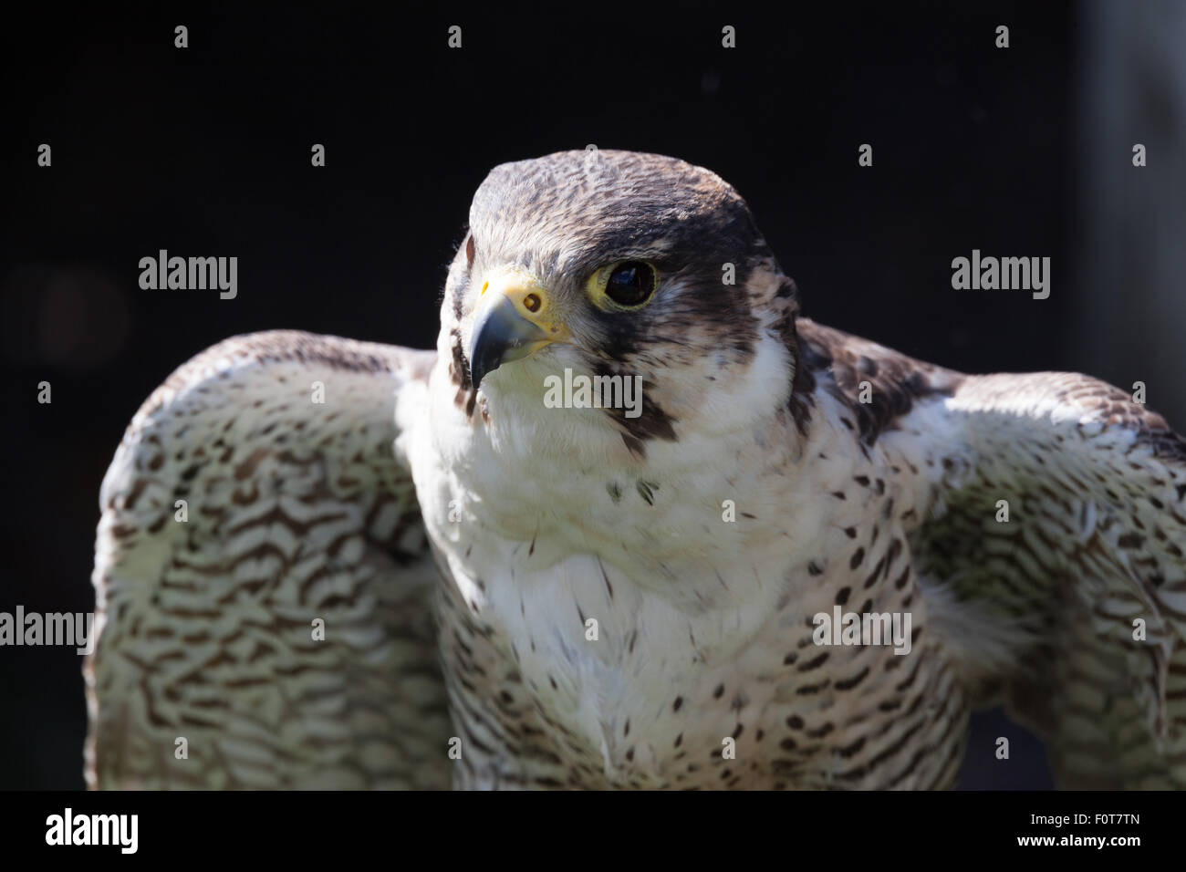 Peregrin Falcon e chiudere fino Foto Stock