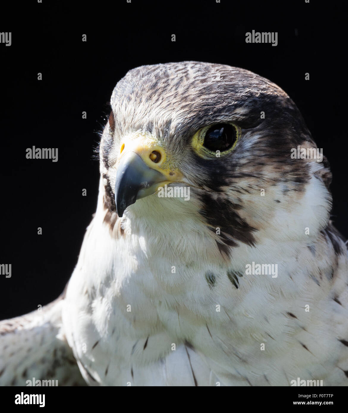 Peregrin Falcon e chiudere fino Foto Stock