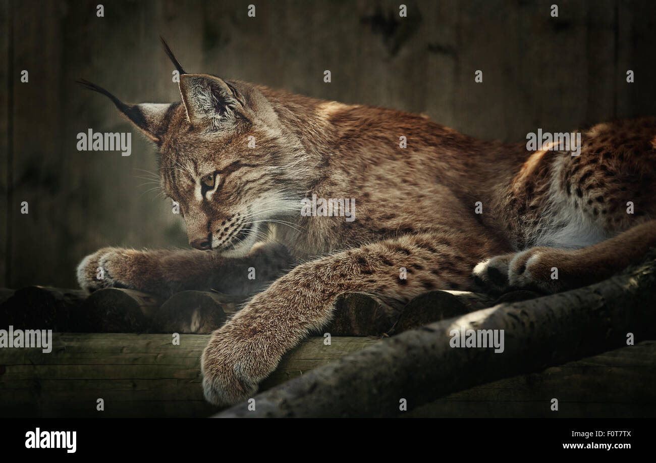 Siberian lynx colpo di testa Foto Stock