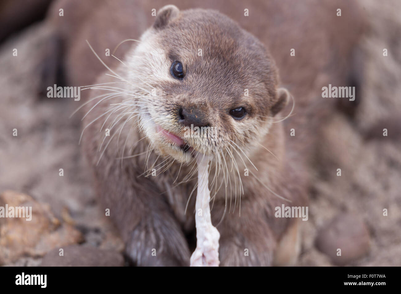 Otter giocando in acqua Foto Stock