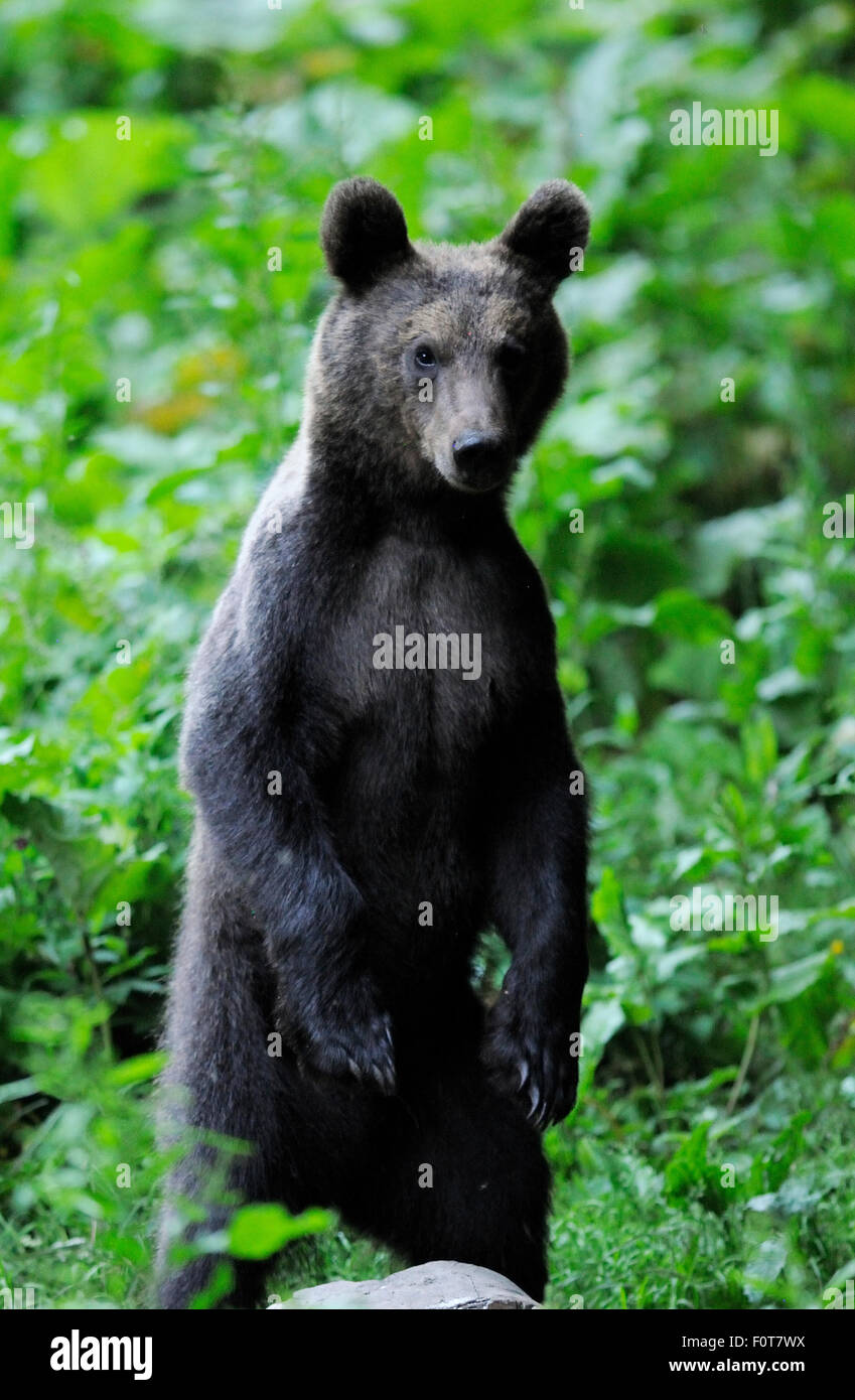Eurasian l'orso bruno (Ursus arctos arctos) a sopportare la visione di sito in Sinca Noua, Piatra Craiului National Park, Carpazi Meridionali, Rewilding Europe site, Romania Foto Stock