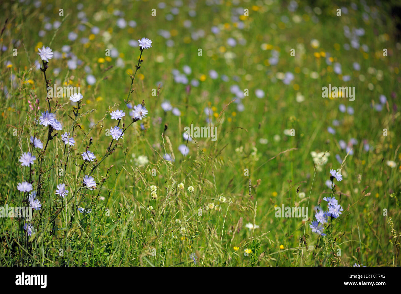 Ricchi di specie prato da fieno, Sinca Noua, Carpazi Meridionali, Rewilding Europe site, Romania Foto Stock