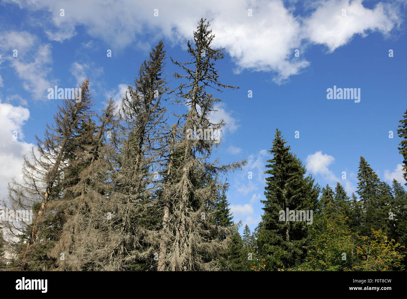 Alberi morenti dall'infestazione da scolitidi, Velebit Settentrionale Il Parco Nazionale Velebit e il Parco di natura, costa dalmata, mare Adriatico, Croazia Foto Stock