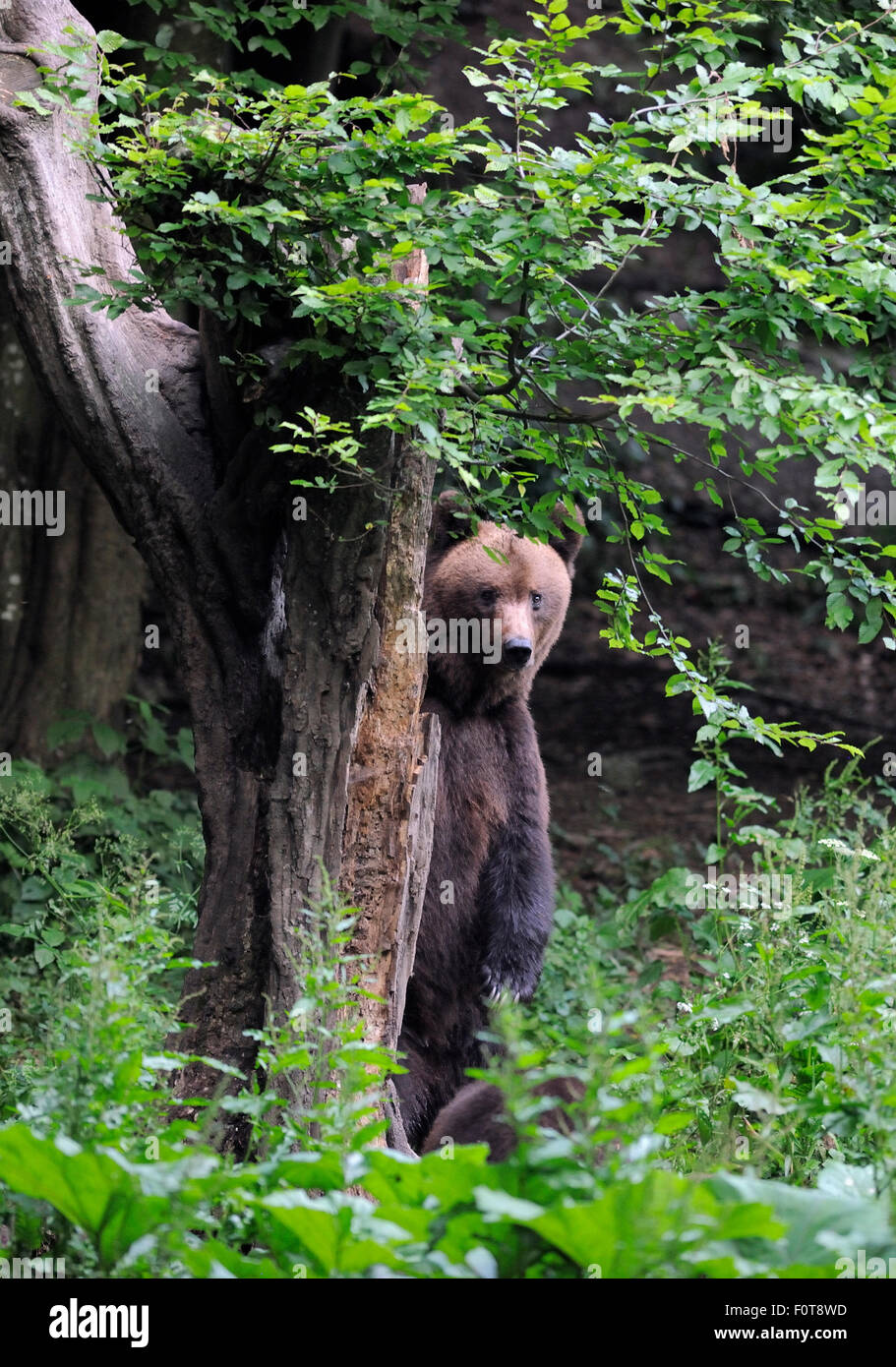 Eurasian l'orso bruno (Ursus arctos arctos) a sopportare la visione di sito in Sinca Noua, Piatra Craiului National Park, Carpazi Meridionali, Rewilding Europe site, Romania Foto Stock