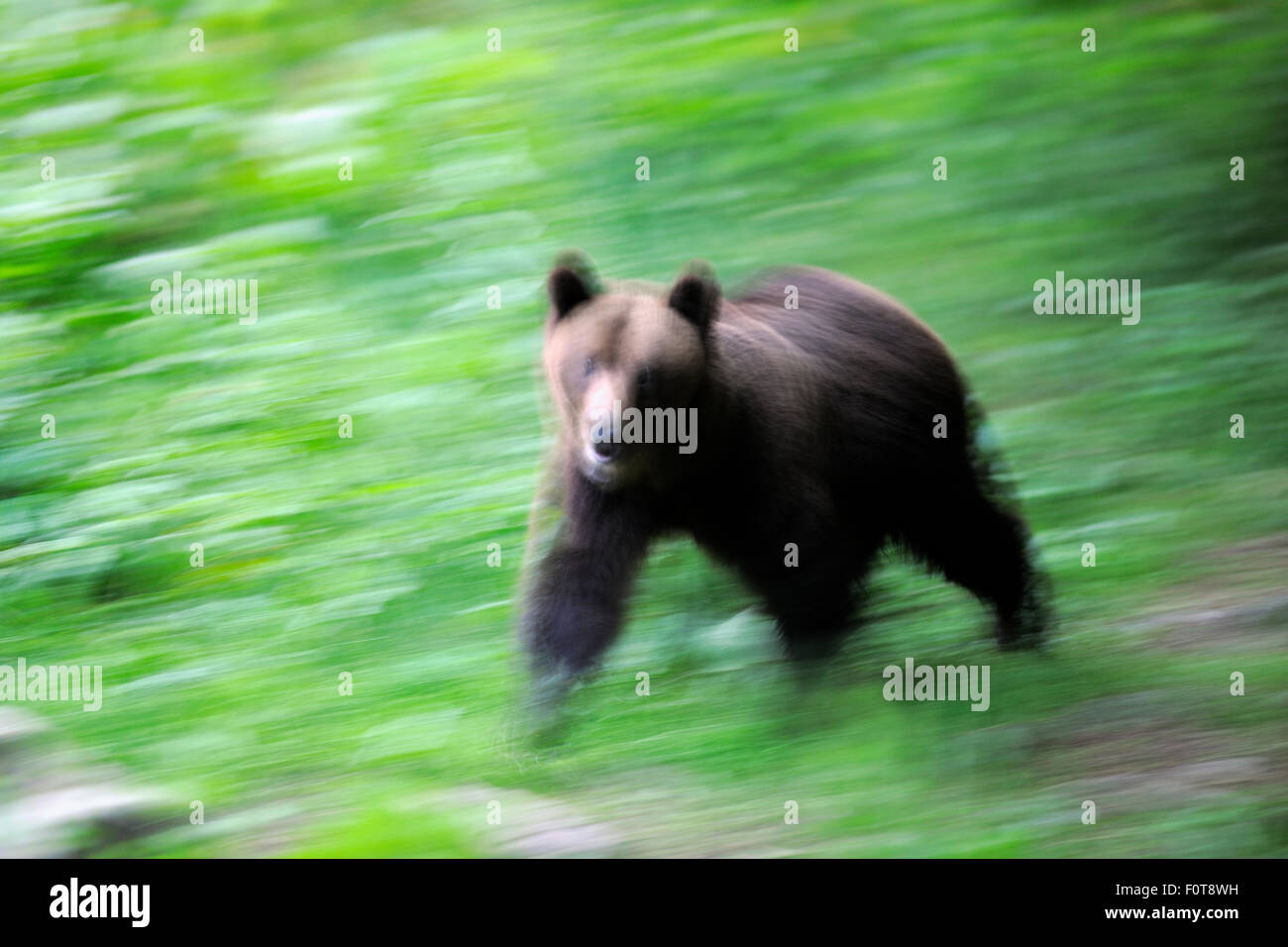 Eurasian l'orso bruno (Ursus arctos arctos) sfocata immagine moto, a sopportare la visione di sito in Sinca Noua, Piatra Craiului National Park, Carpazi Meridionali, Rewilding Europe site, Romania Foto Stock